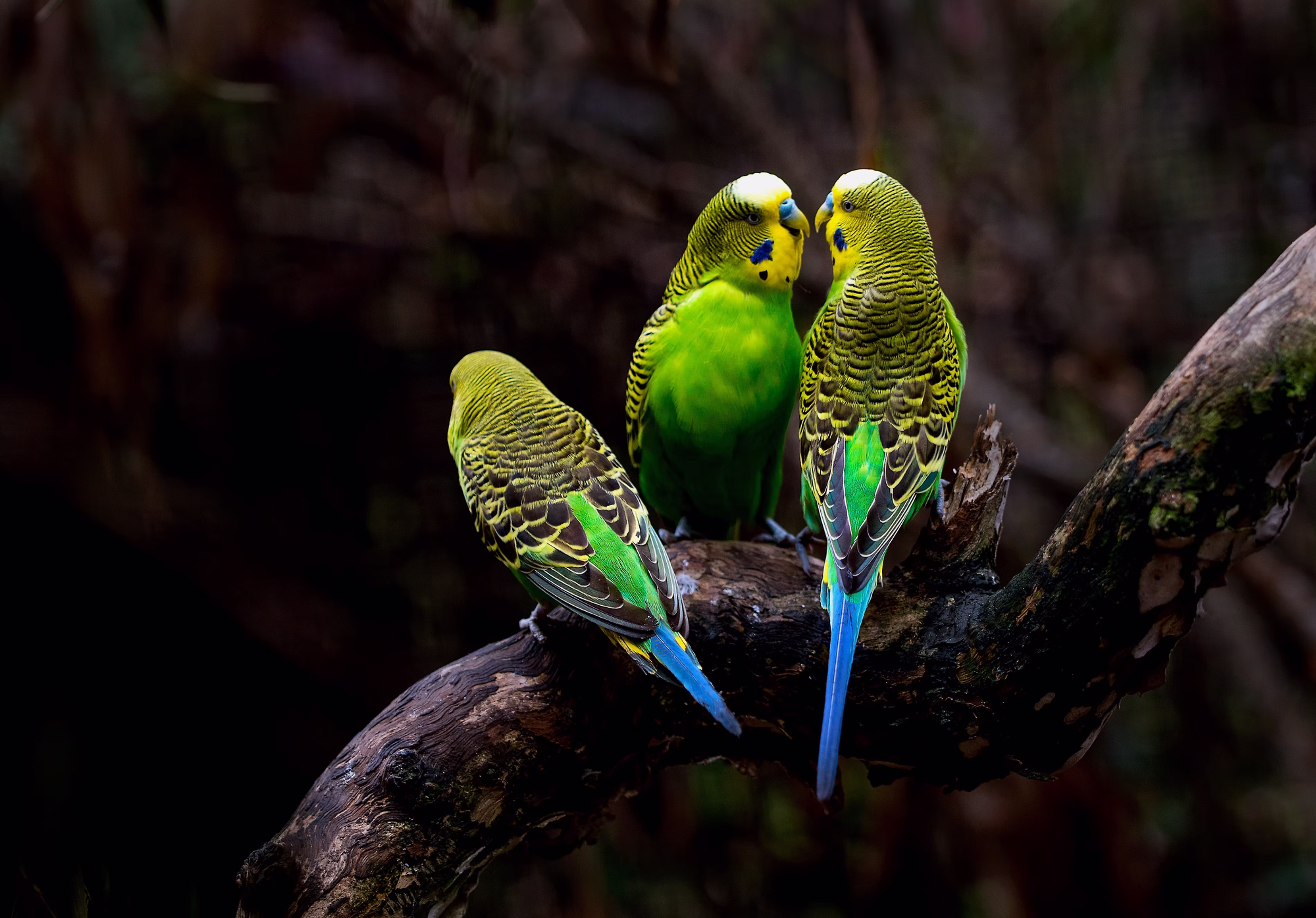 Three budgerigars perched together