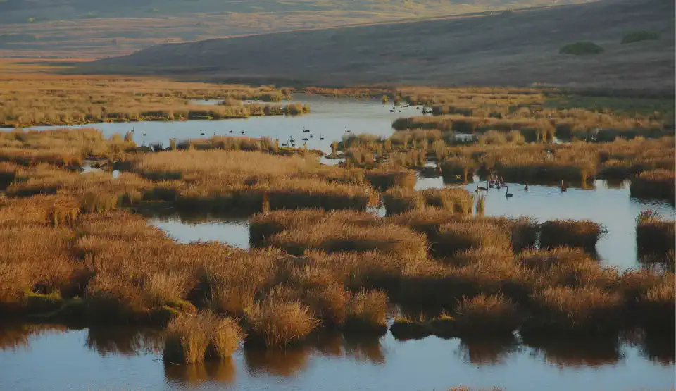 Eaves Dropping on Wetland Birds project thumbnail