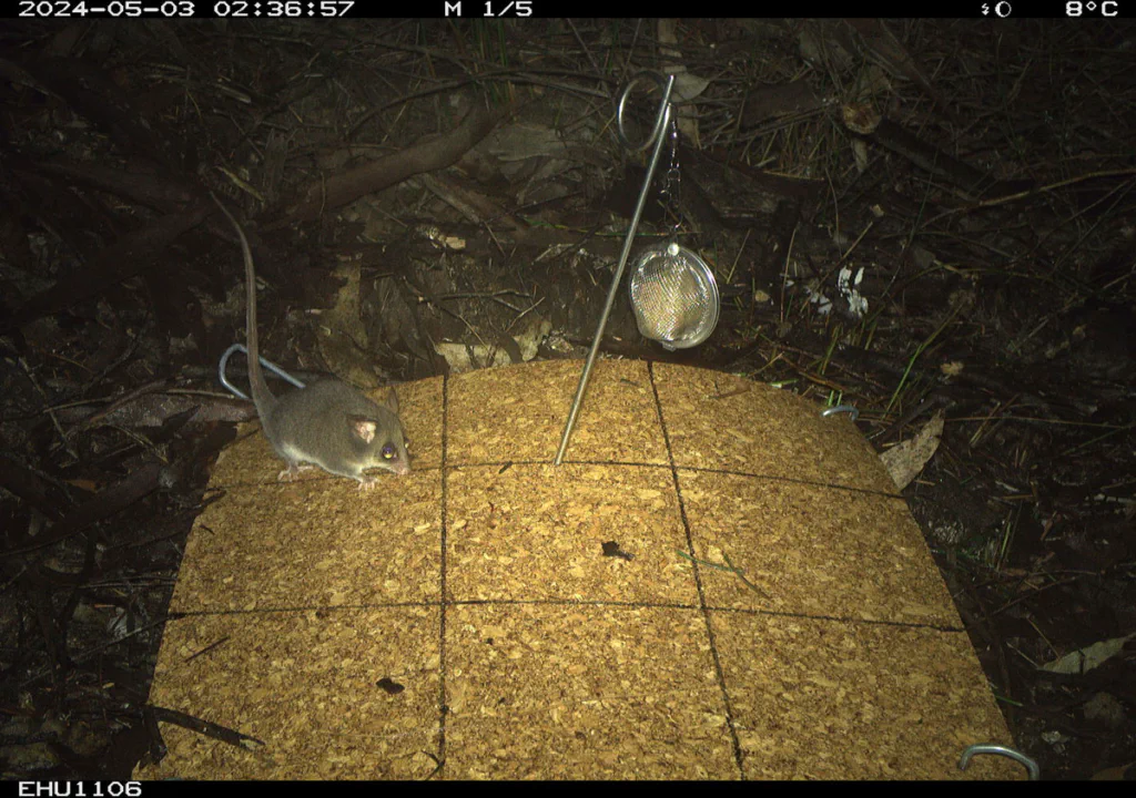 Eastern Pygmy possum, Cercartetus nanus, captured by a camera trap. Image: NSW National Parks and Wildlife Service.